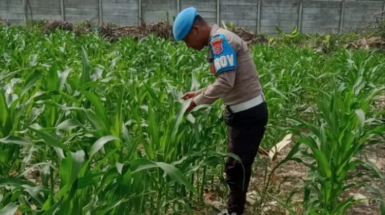 Polisi dan Kelompok Tani Rawat Jagung Demi Ketahanan Pangan