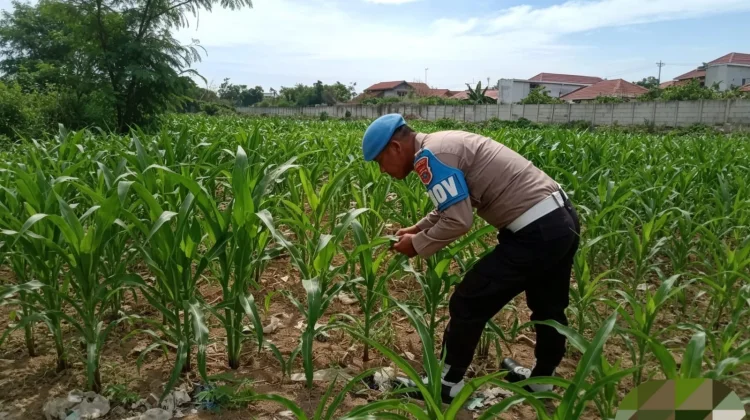 Dukung Ketahanan Pangan, Polisi Pantau Jagung di Dumai Barat