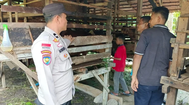 Harga Kambing Menjanjikan, Peternak Resam Lapis Memanfaatkan Peluang Ini
