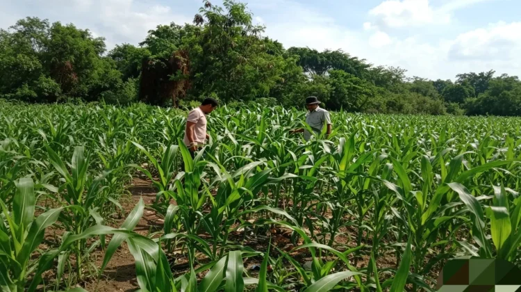 Polisi Turun ke Ladang, Jagung 1,1 Hektare Tumbuh Subur