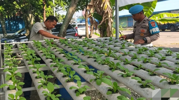 Polisi Rawat 260 Bibit Hidroponik, Dukung Pangan dari Mako