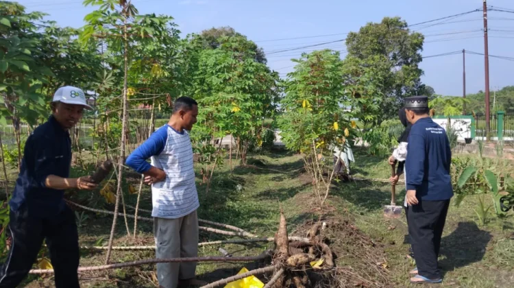 Dukung Ketahanan Pangan, KUA Siak Kembangkan Budidaya Tanaman Produktif