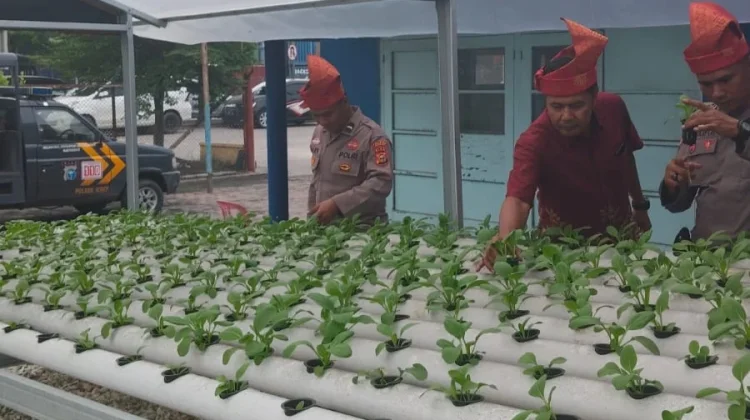 Hidroponik Pakcoy, Polsek Pelabuhan Dukung Program Pangan Nasional