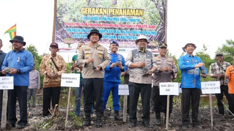 Tujuh Ribu Mangrove Ditanam Lindungi Pesisir Siak Hijau