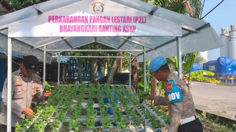 Polsek Kawasan Pelabuhan Dumai Inspirasi Warga Kembangkan Pakcoy Hidroponik