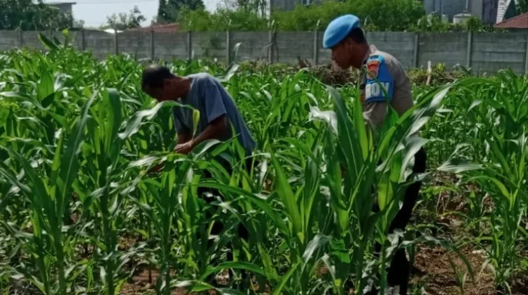 Cegah Gagal Panen, Polisi dan Petani Turun Langsung Basmi Ulat Jagung