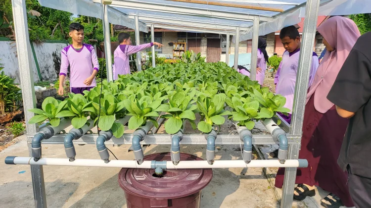 Budidaya Tanaman Hidroponik, Solusi Bertani Modern di Lahan Terbatas
