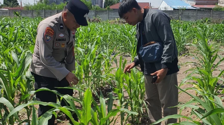 Jagung Terancam Hama, Polisi Salurkan Racun Ulat ke Petani