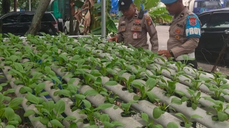 Ratusan Bibit Pakcoy Tumbuh Subur di Mako Polsek Pelabuhan