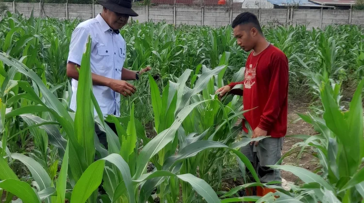 Jagung Terancam Hama, Polsek Pelabuhan Perkuat Pengawasan