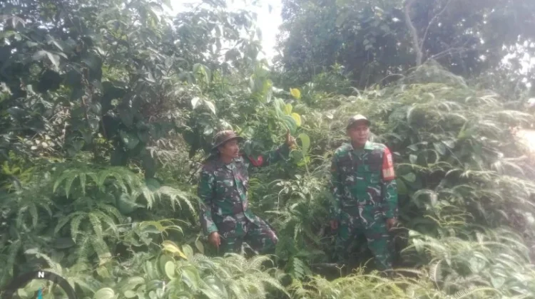 Patroli Rutin Babinsa 03/Mandau Cegah Karhutla