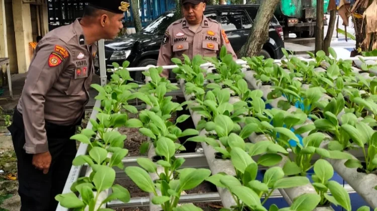 Dukung Ketahanan Pangan, Polsek Pelabuhan Dumai Kembangkan Hidroponik Tahap II