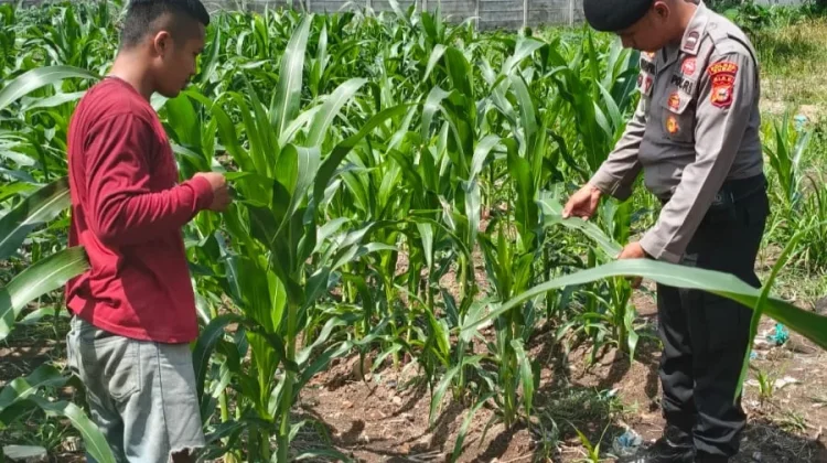Cek Lahan Jagung, Polsek Pelabuhan Dumai Kendalikan Hama Ulat Grayak