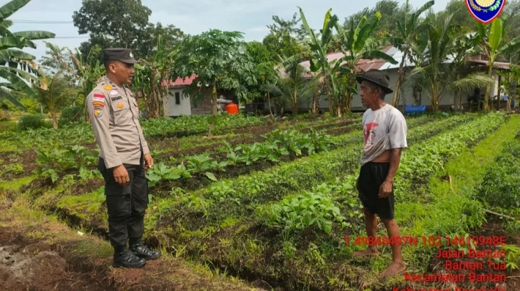 Bhabinkamtibmas Bantan Dorong Warga Tanam Cabe Dukung Ketahanan Pangan