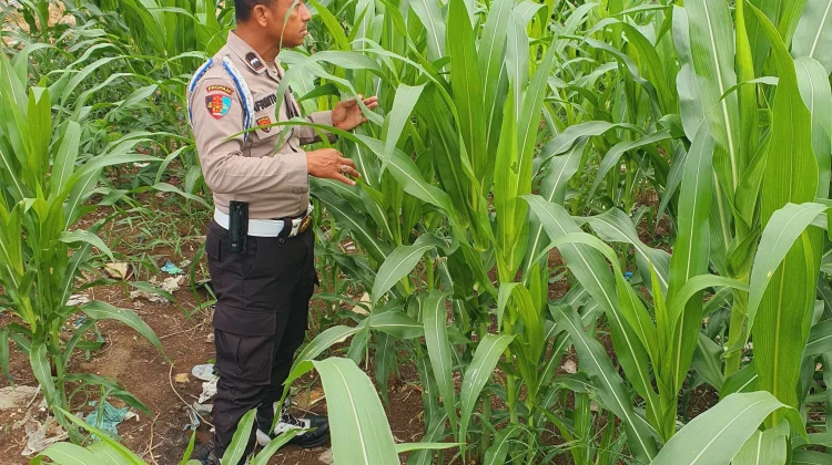 Dukung Ketahanan Pangan, Polisi Berantas Hama Jagung