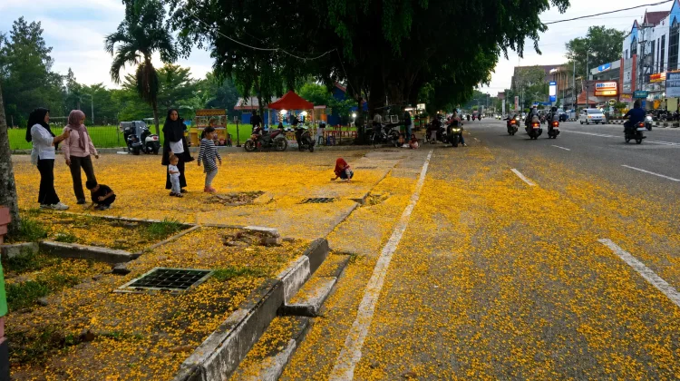 Hamparan Bunga Angsana Percantik Sudut Kota Bengkalis