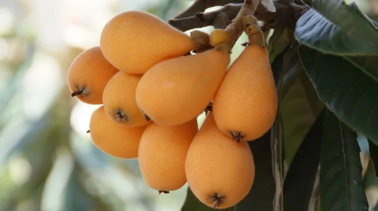 Mengenal Loquat untuk Kesehatan, Buah Kaya Antioksidan Alami