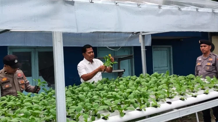 Polsek Pelabuhan Rawat 260 Bibit Hidroponik, Panen Makin Dekat