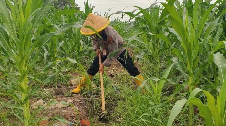 Personil Polsek Kawasan Pelabuhan Turun ke Kebun, Jagung 1,1 Hektare Tumbuh Subur