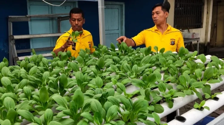 Polsek Pelabuhan Dumai Genjot Hidroponik untuk Ketahanan Pangan