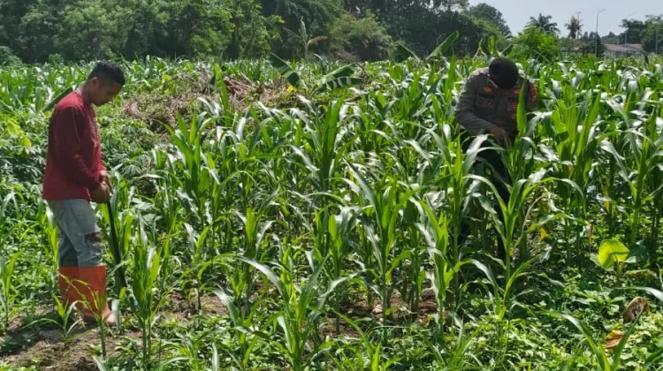 Jagung Tumbuh Subur, Polisi dan Petani Kompak Lawan Hama