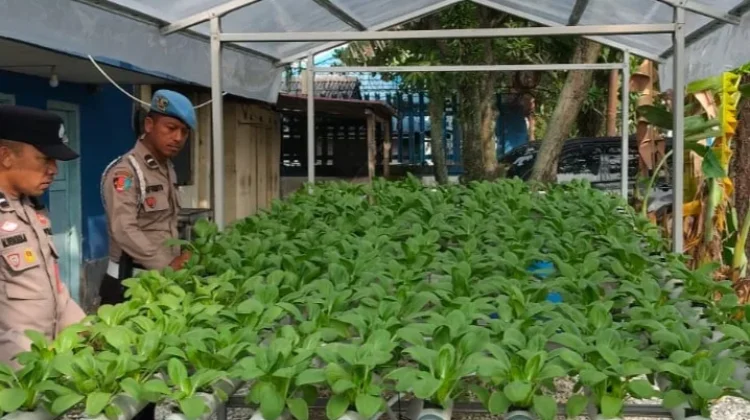 Polsek Pelabuhan Dumai Siapkan Panen Pokcay Hidroponik