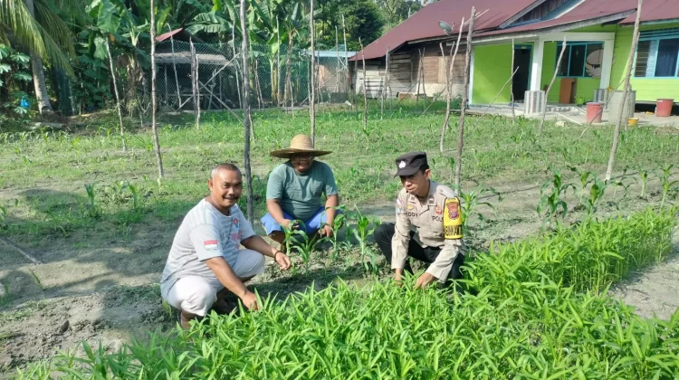 Bhabinkamtibmas Mentayan Dukung Swasembada Pangan lewat Panen Kangkung