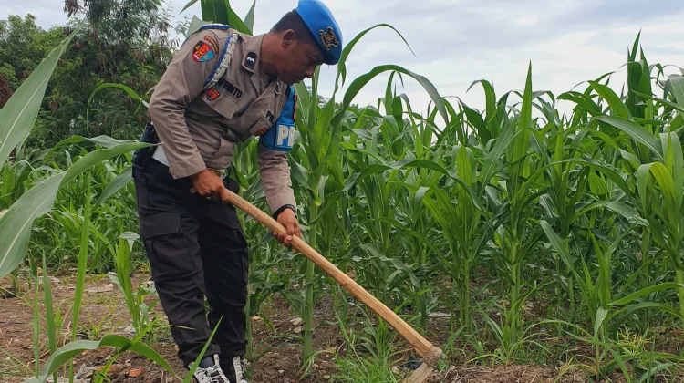 Jagung Polisi di Lahan 1,1 Hektare Tumbuh Subur, Panen Menjanjikan