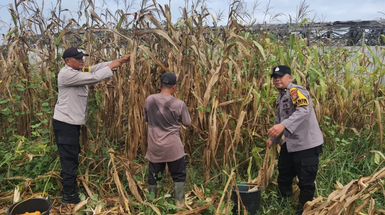Polsek Pinggir Panen Jagung, Perkuat Ketahanan Pangan Nasional