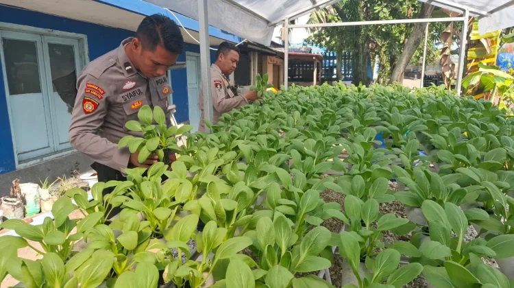 Polsek Pelabuhan Dumai Rawat Pakcoy Hidroponik dan Akan Panen
