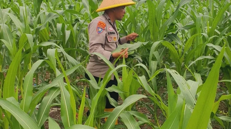 Polsek Pelabuhan Dumai Cek Jagung, Dukung Ketahanan Pangan