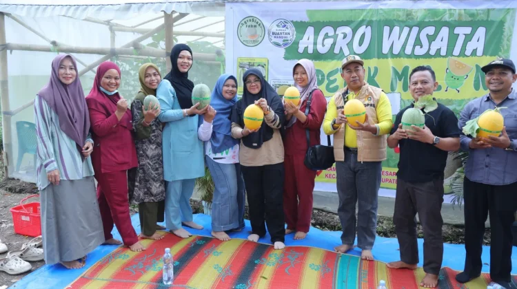 Panen Melon Kedua Buantan Besar Tingkatkan Pendapatan Kampung