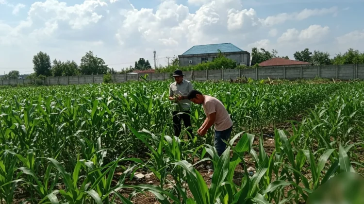 Jagung Polsek Tumbuh Subur, Lahan 1,1 Hektare Dipantau Ketat