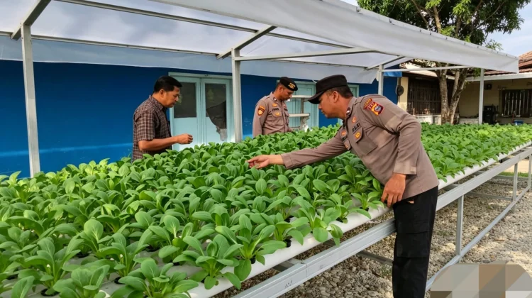 Polsek Kawasan Pelabuhan Rawat 260 Bibit Hidroponik Pakcoy