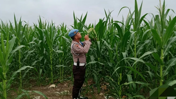 Polsek Kawasan Pelabuhan Rawat Jagung, Cegah Hama dan Gulma