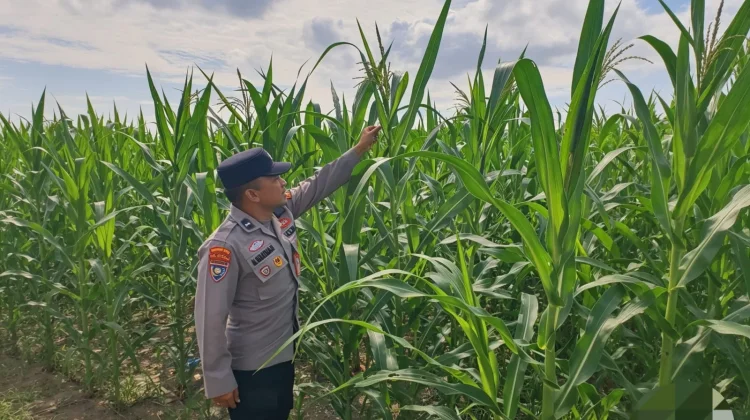Polsek Pelabuhan Dumai Pantau Jagung Dukung Ketahanan Pangan
