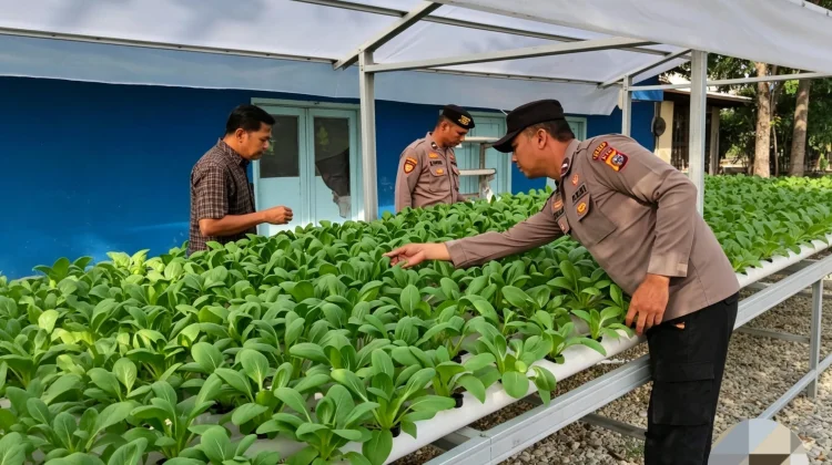 Polsek Pelabuhan Intensif Rawat Bibit Pakcoy Tahap Kedua