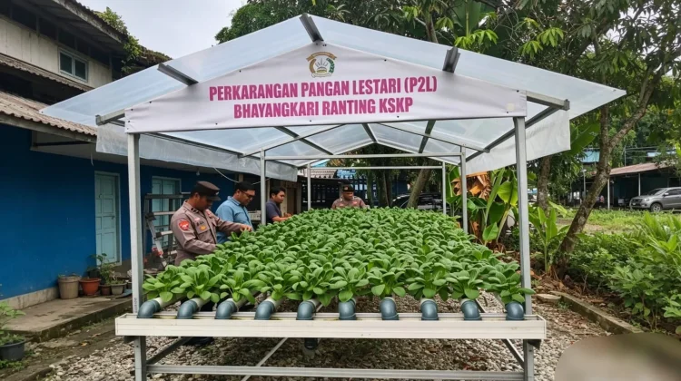 Tanaman Pakcoy Memasuki masa Panen, Polsek Kawasan Pelabuhan Cek Rutin Tanaman
