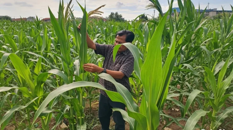 Polisi dan Petani Kompak Rawat Jagung, Ketahanan Pangan Makin Kuat