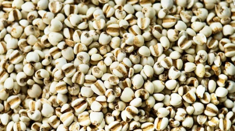 Jali, Superfood Kaya Serat yang Baik untuk Kesehatan