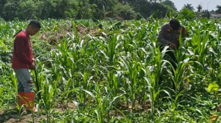 Personil Polsek dan Petani Pantau Jagung Berbunga, Dukung Ketahanan Pangan