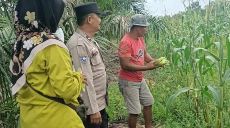 Bhabinkamtibmas Deluk Gerakkan Petani, Ketahanan Pangan Jadi Peluang Emas
