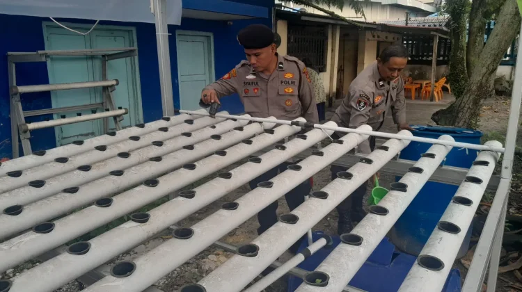 Polsek Kawasan Pelabuhan Dumai Kembangkan Hidroponik Pakcoy Tahap III