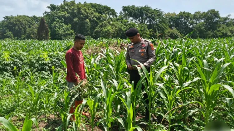 Jagung Mulai Berbunga, Polisi dan Petani Perkuat Ketahanan Pangan