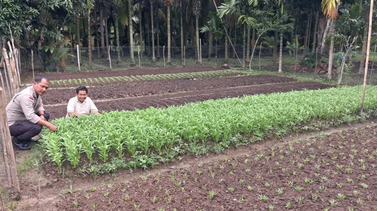 Polsek Bantan Dorong Ketahanan Pangan lewat Kebun Sayur Warga