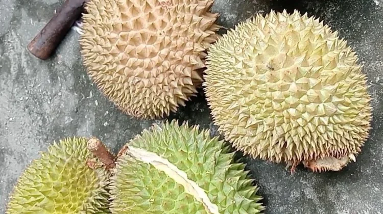 Jangan Sampai Salah Pilih, 10 Cara Memilih Durian yang Baik dan Benar