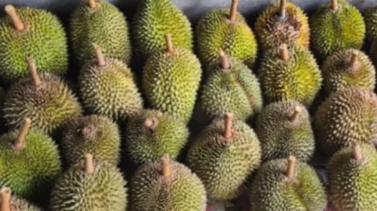 Mengenal Durian, Sang “Raja Buah” dengan Aroma Khas dan Kekayaan Nusantara