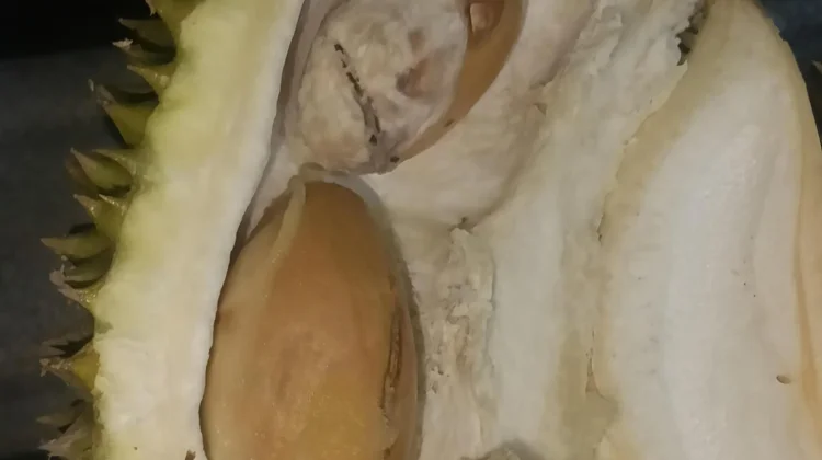 Sering Dibuang, 5 Khasiat Tersembunyi Biji Durian untuk Kesehatan