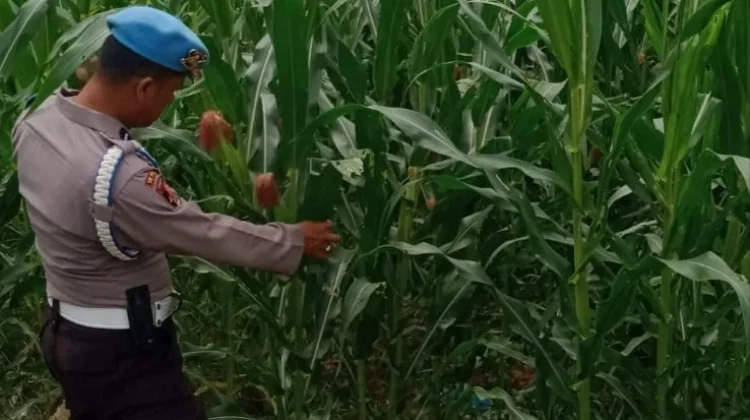 Polsek KSKP Dumai dan Petani Rawat Jagung Demi Ketahanan Pangan