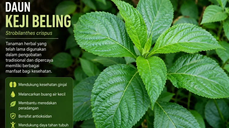 Kenali Manfaat Daun Keji Beling, Tanaman Herbal yang Kaya Khasiat
